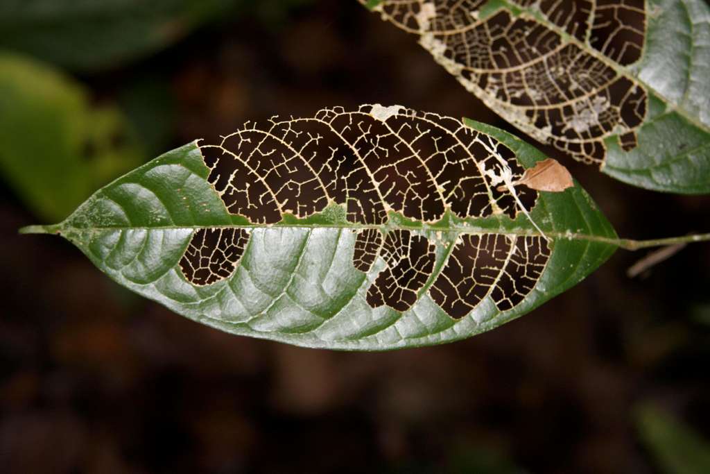 skeletonized leaf