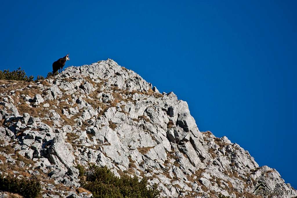 Chamois guardian