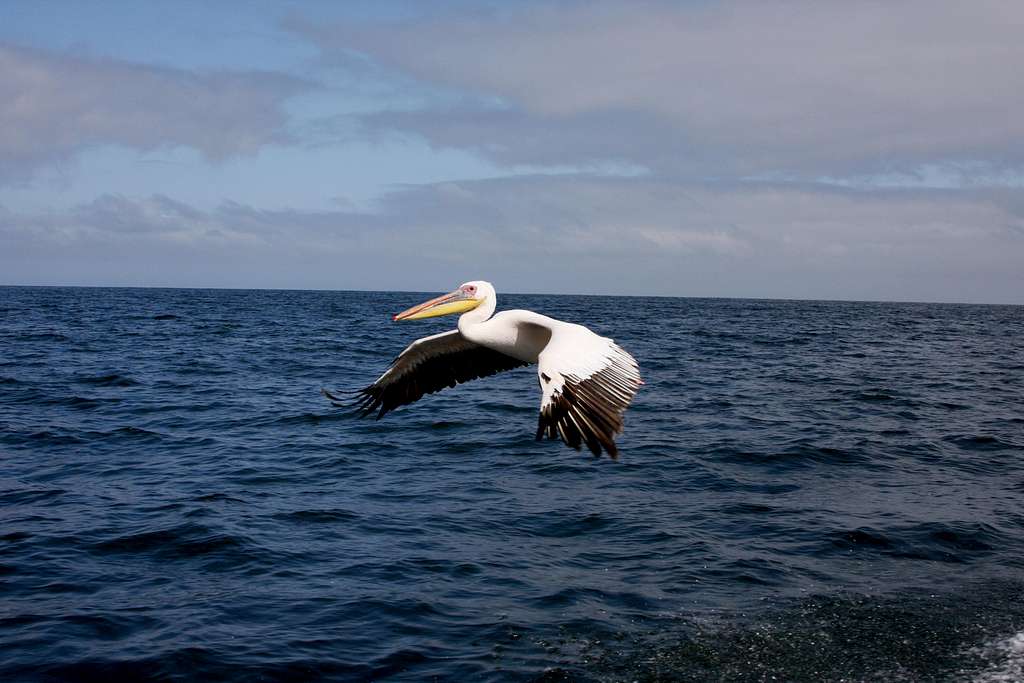 pelican