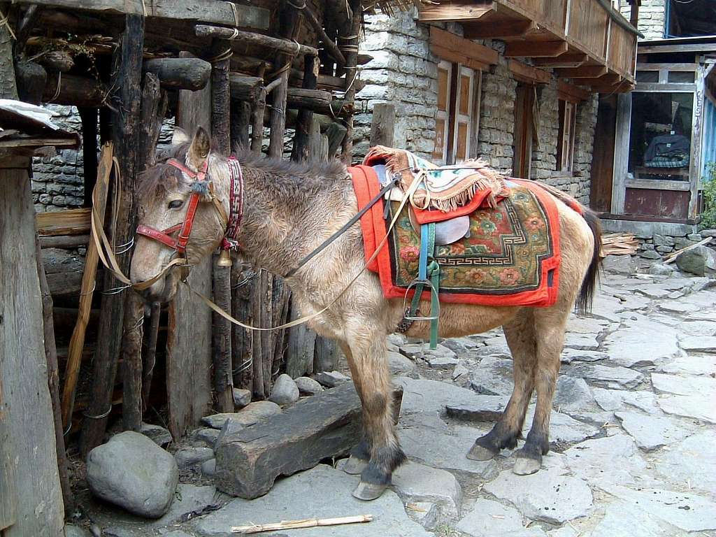 Annapurna trail - The donkey's rest