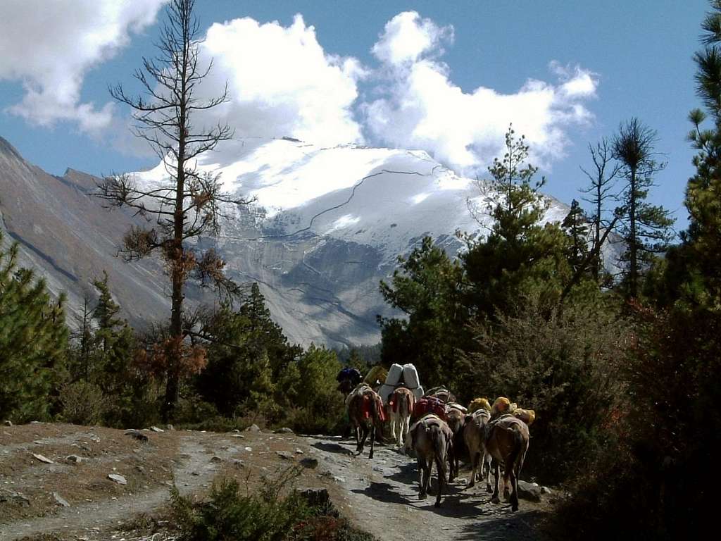 Annapurna trail - A donkeys' caravan near Pisang