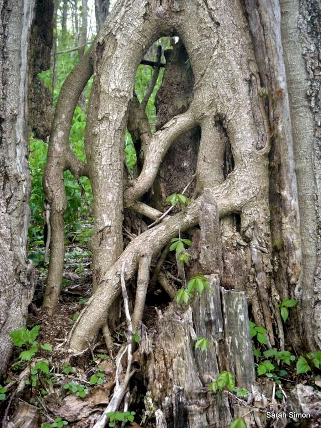 Wild-looking tree