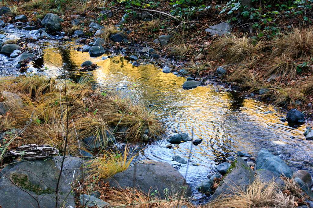Sonoma Creek reflection