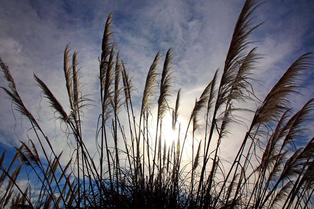 Winter sun through pampas grass