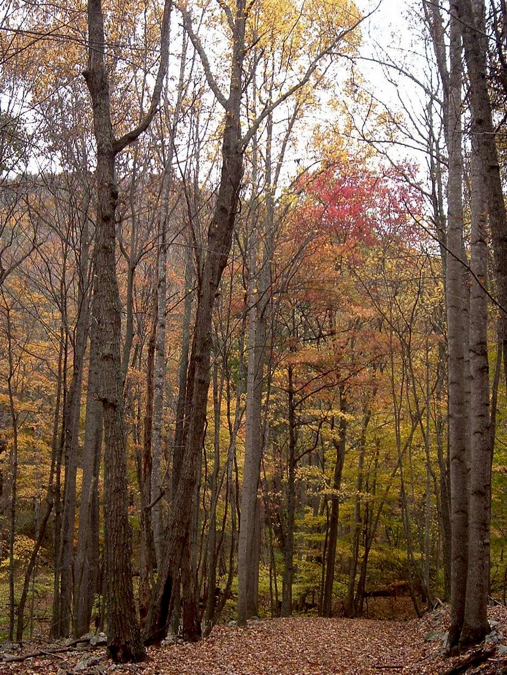 Fall Colors on Halfmoon Mountain Trail