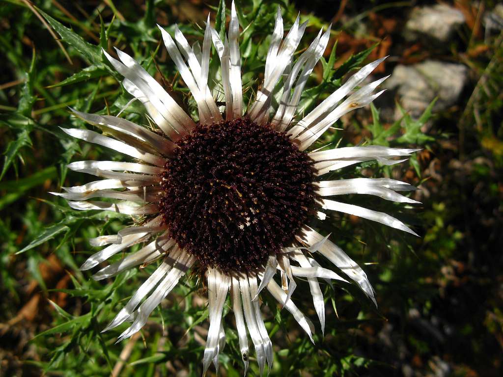 Silver Thistle 