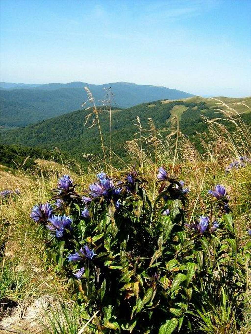 Willow Gentian on the slope of Mount Tarniczka