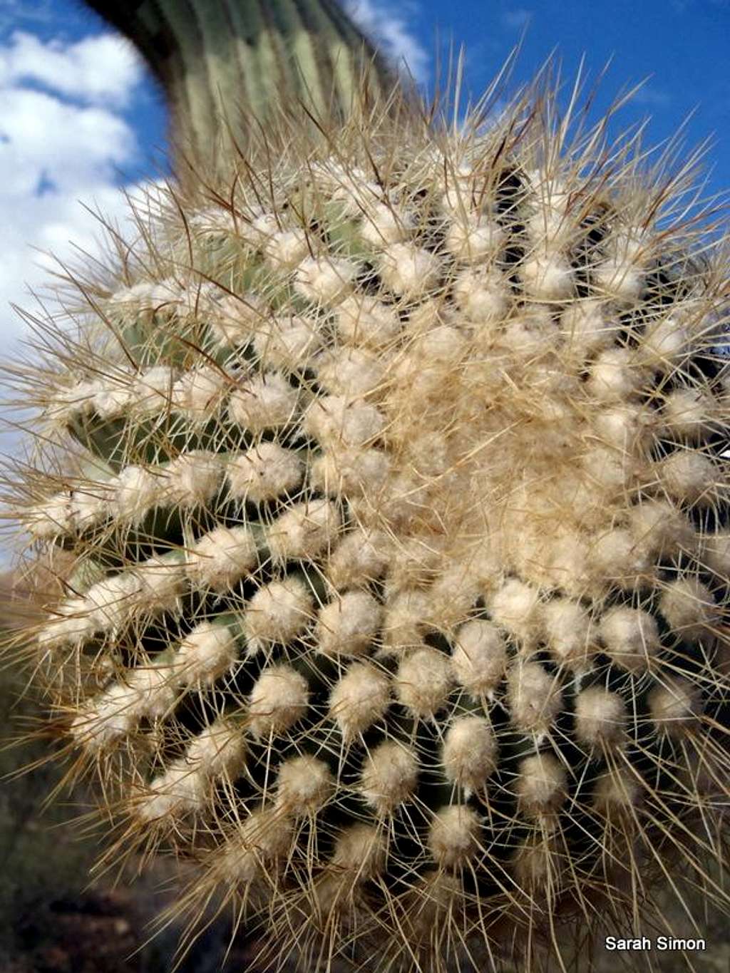 Saguaro Snout