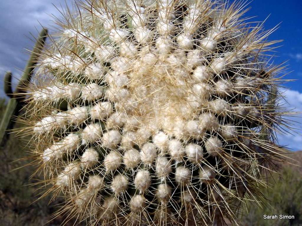 Saguaro Close Up