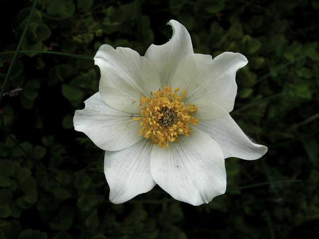 Anemone Narcissiflora - Appennino Parmense