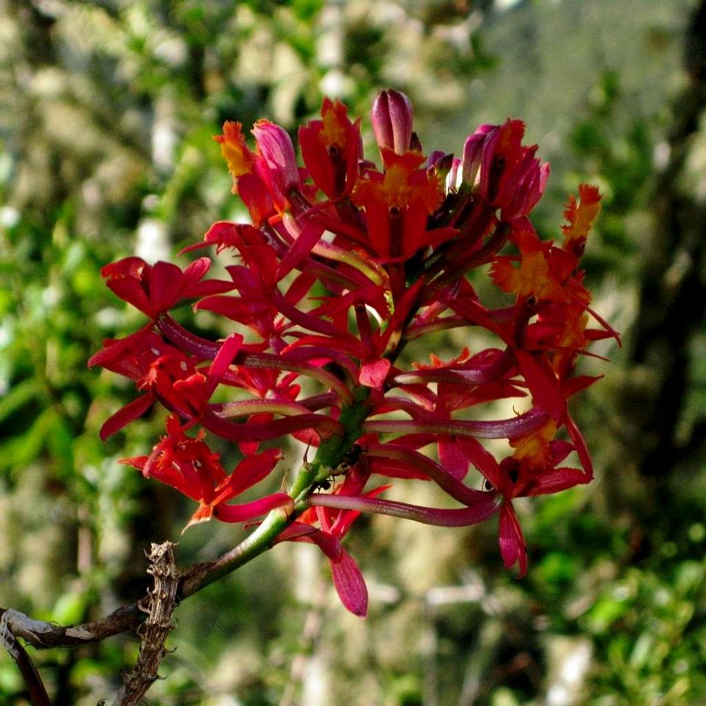 Jungle flower on Putucusi