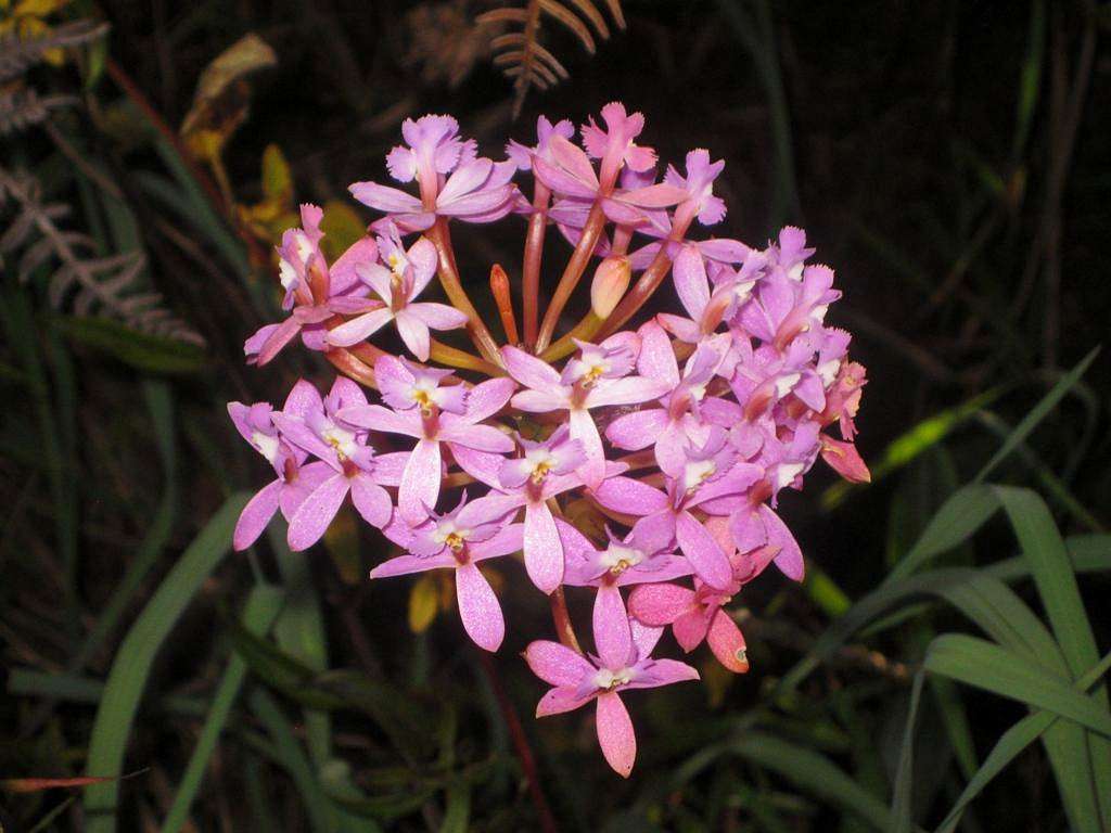Flower on Putucusi