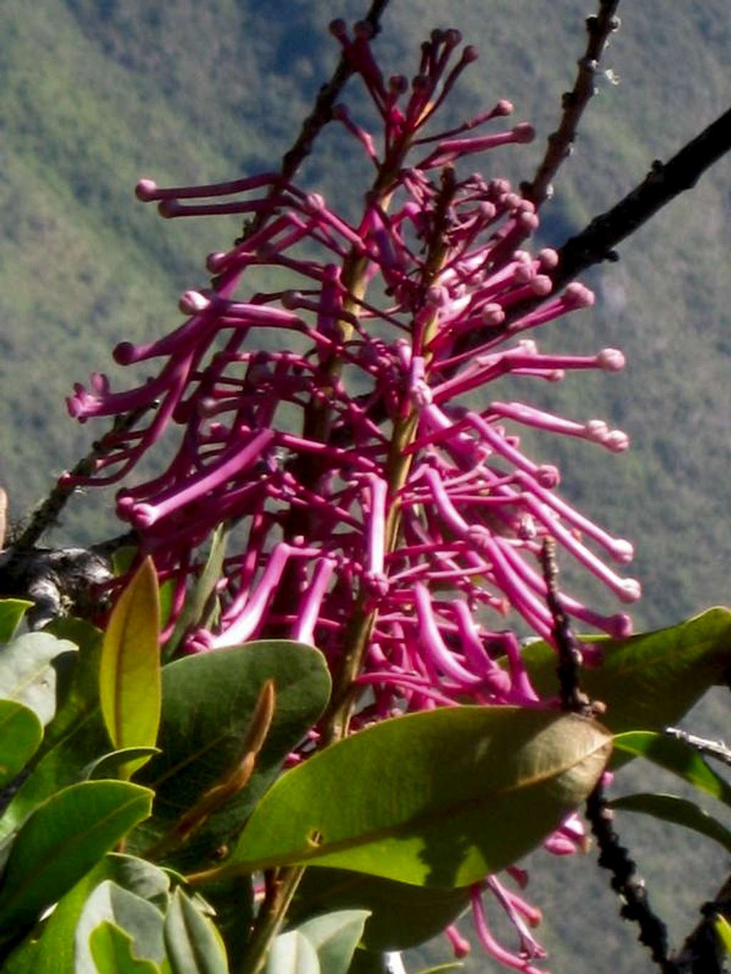 Flower on Cerro Machu Picchu