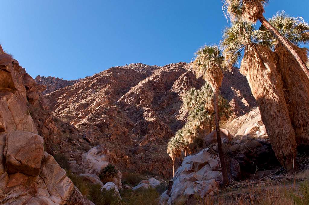 Borrego Palm Canyon