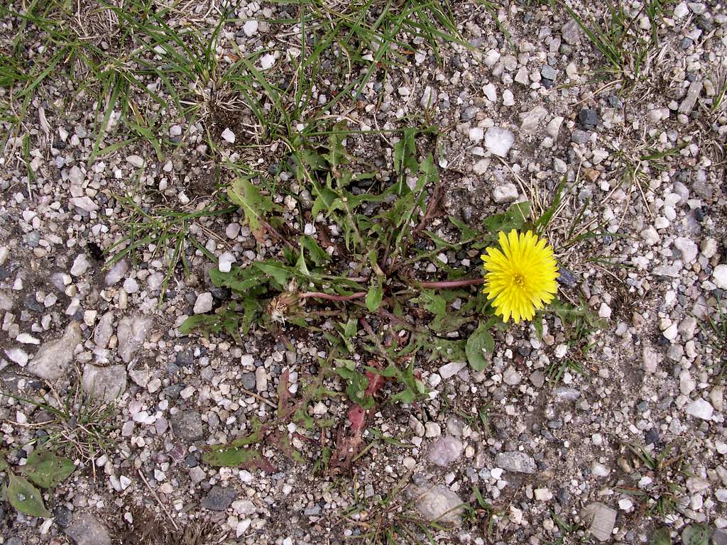 Dandelion ...