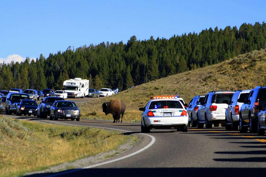 Only in Yellowstone