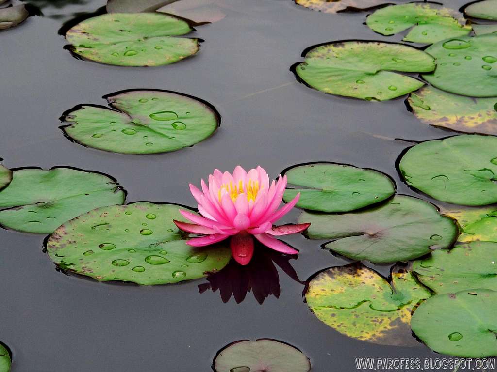 <b><i>Nymphaea Rubra</b></i>. Gorgeous water flower. With perfect reflection on the lake.