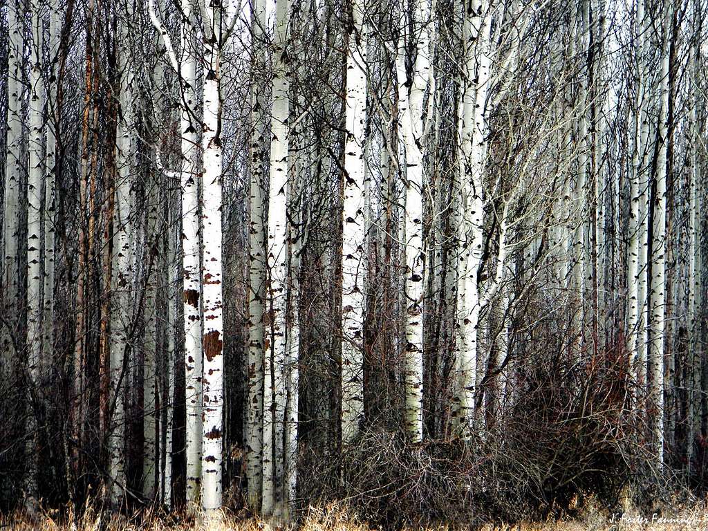 Aspen Grove, Kettle River Valley, March