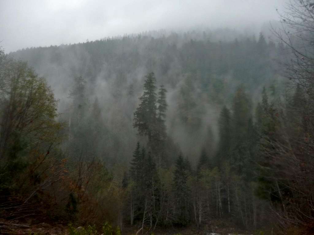 Misty Forest Above