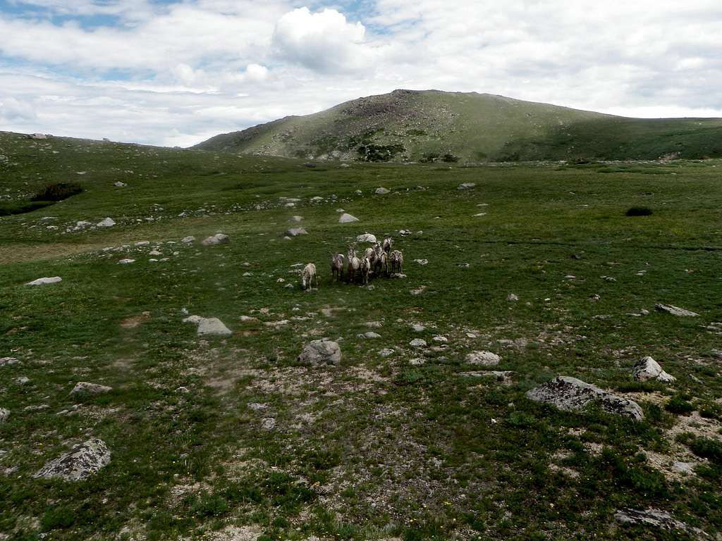 The Namesake for Sheep Mountain