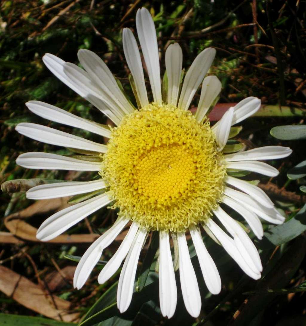 Flower in Quebrada Quilcayhuanca