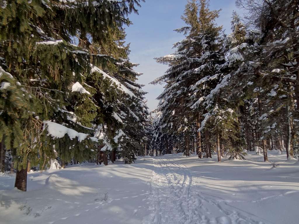 East trail to Borówkowa Góra, along the border