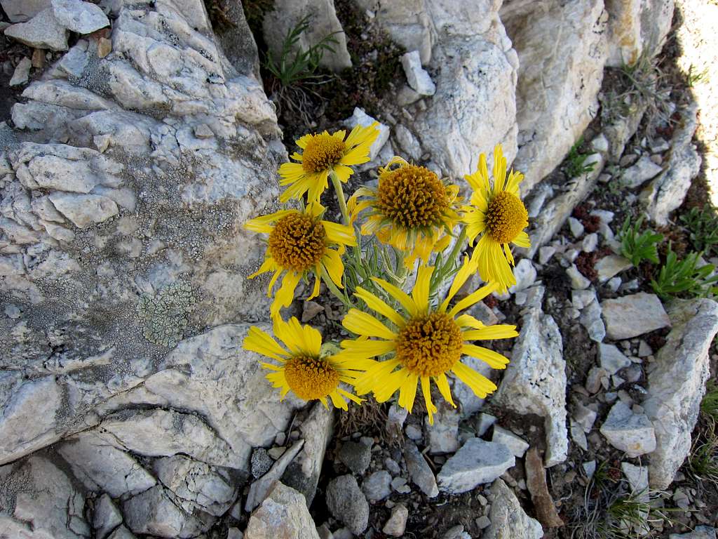 Albion Basin Wildflowers