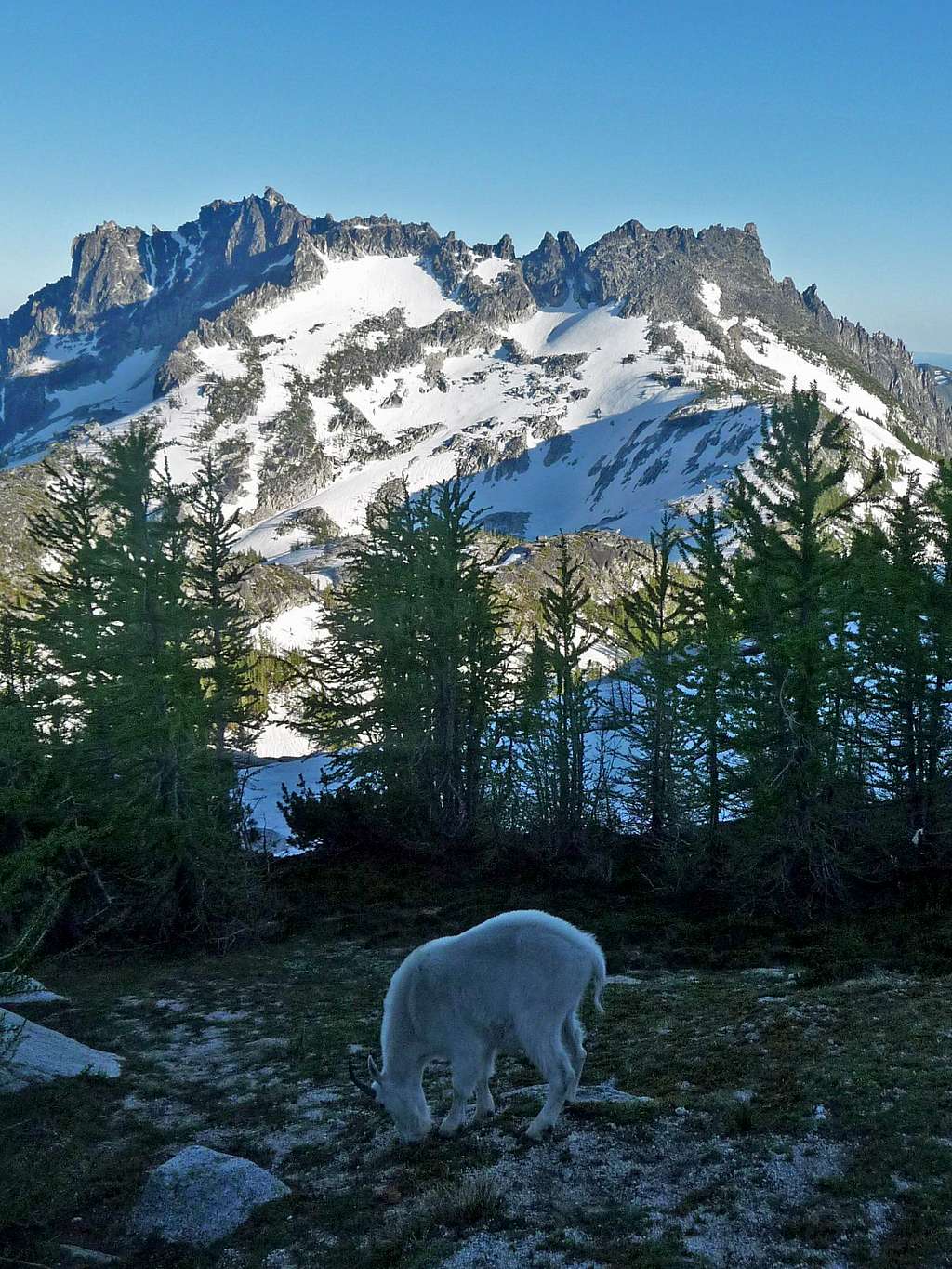 A Goat with McClellan Peak in the Background