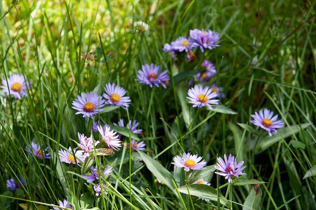 Wildflowers along the Trail