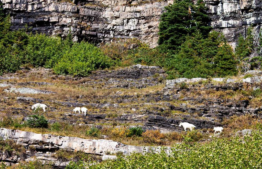 Mountain Goat group not far from Shortcut Switchback