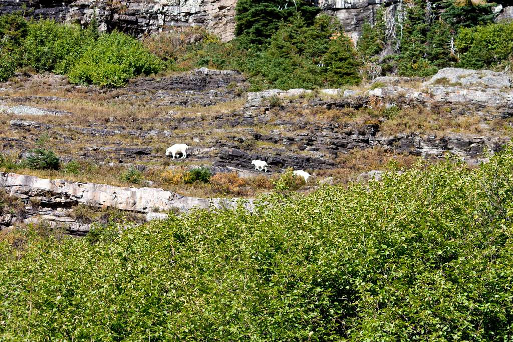 First view of mountain goats!