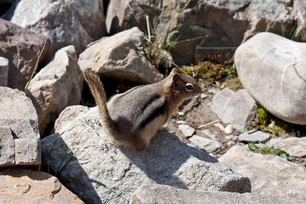 Ground squirrel; relatives will greet us later!