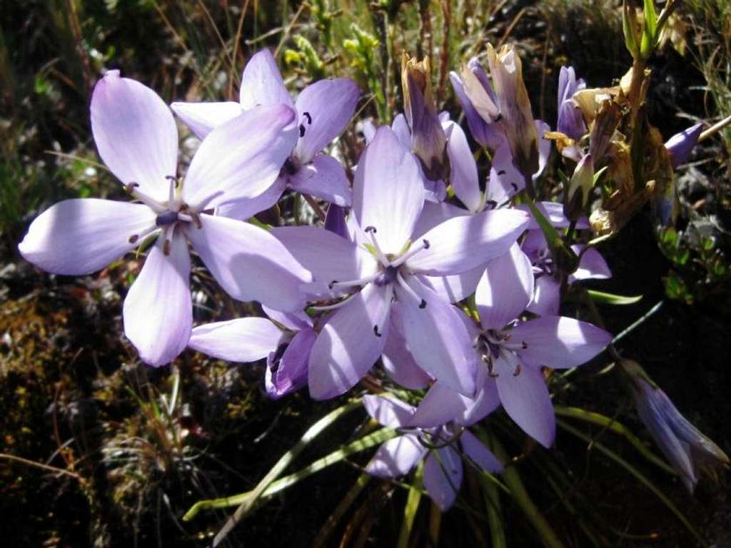 Flowers in the Ishinca valley