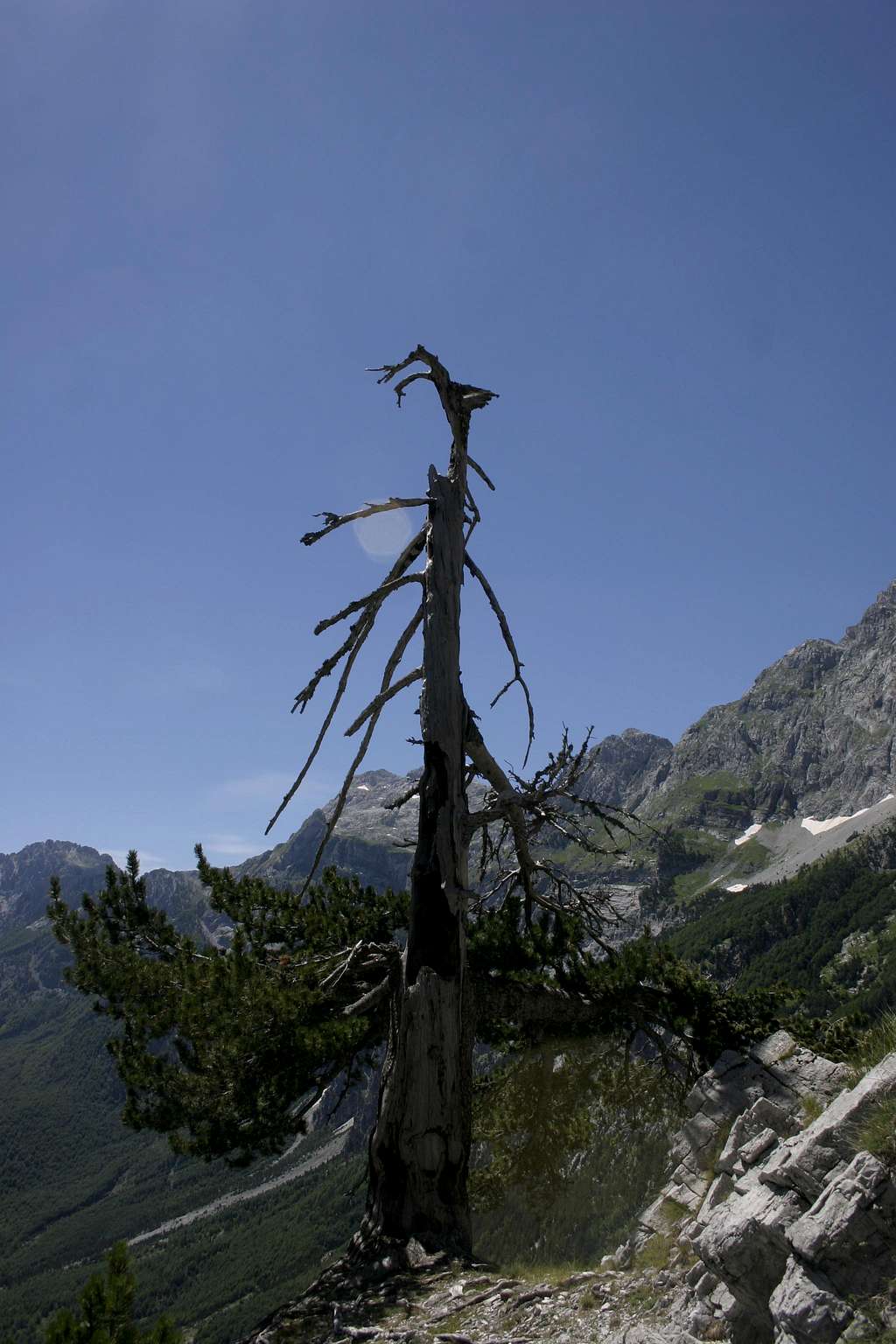 Peja Pass - Lightning Struct Tree