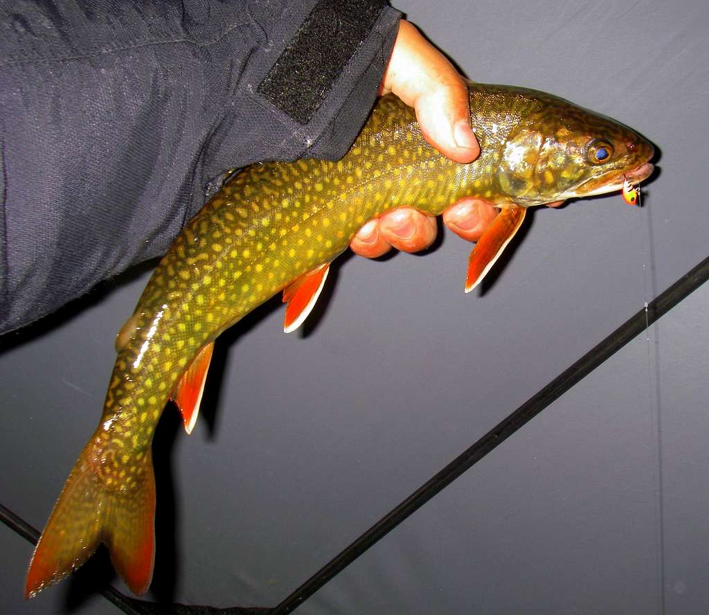 Splake Trout