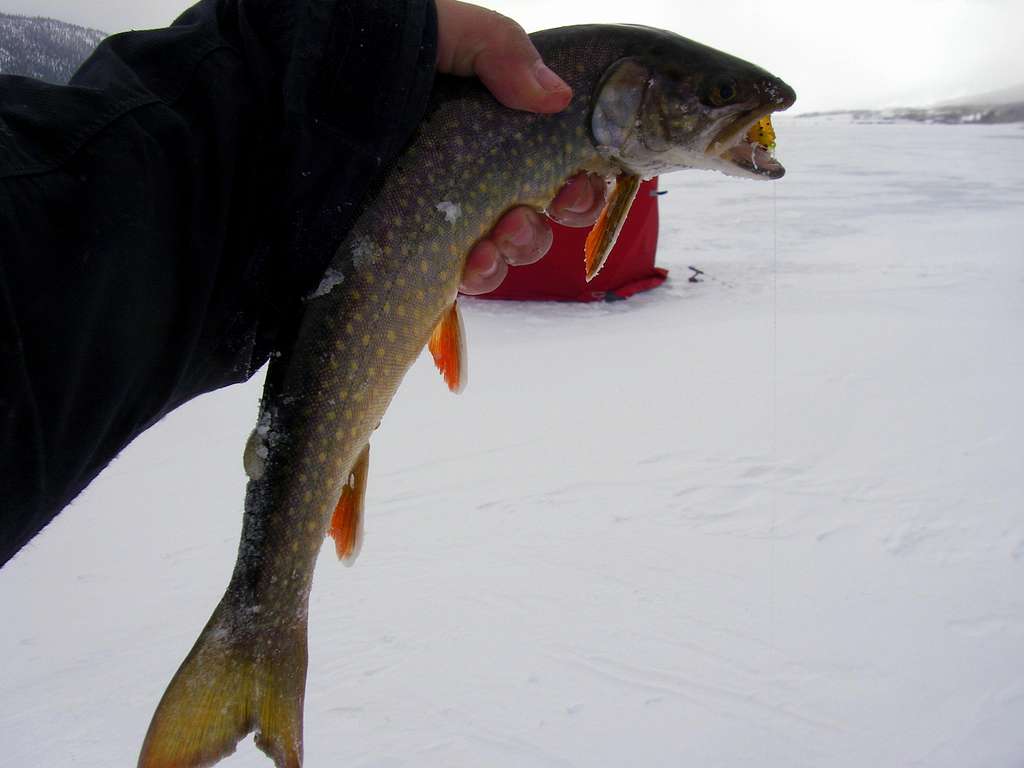 Splake Trout