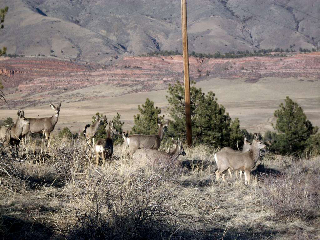 Deer Along Powerline Trail