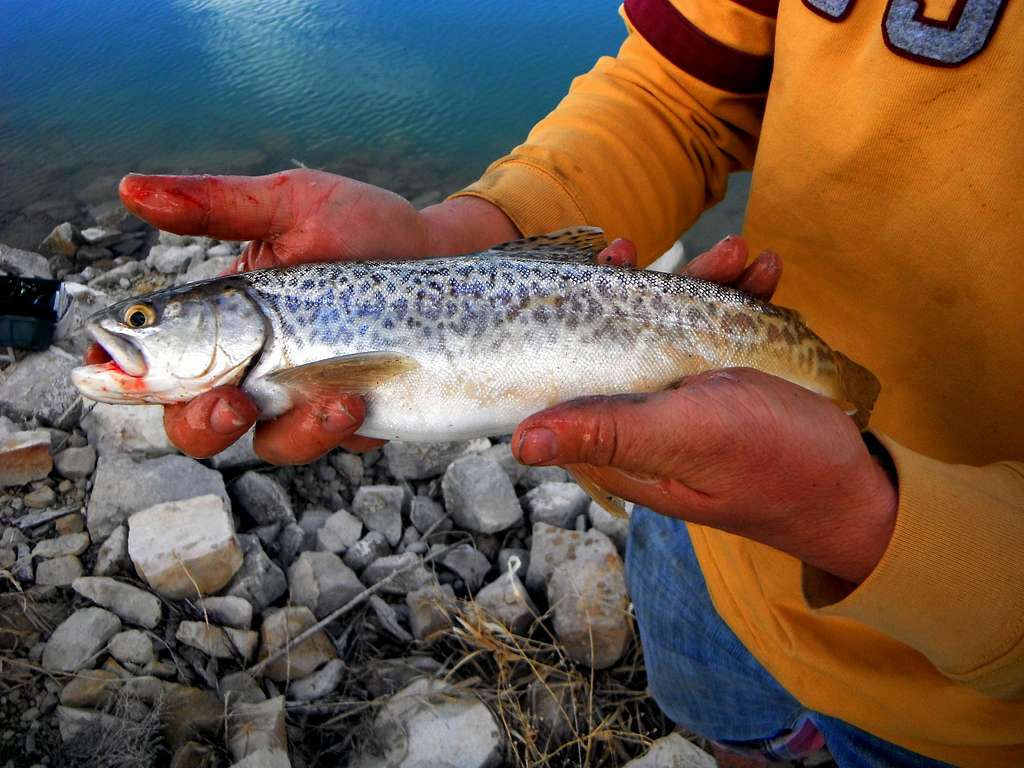 Tiger Trout