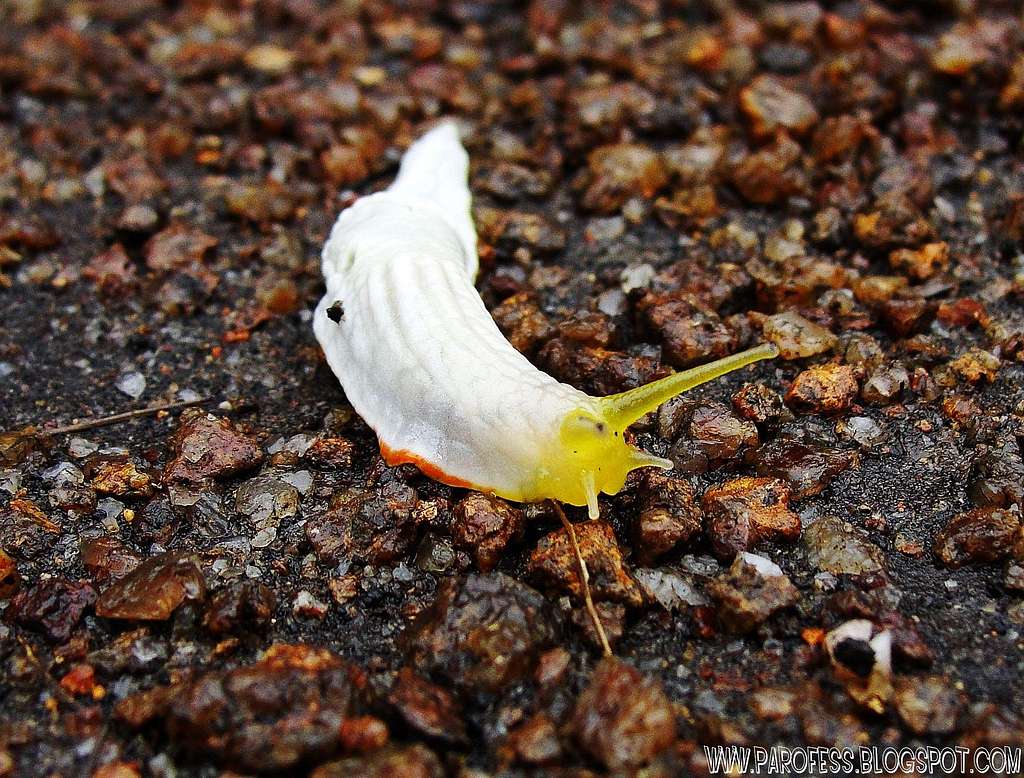 White and yellow snail