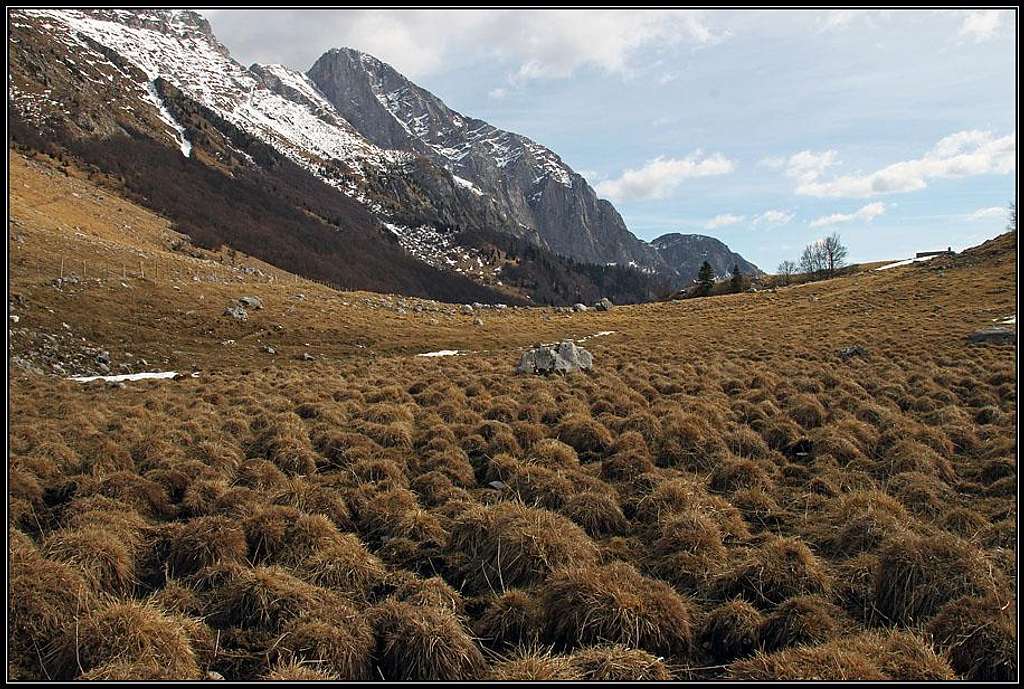 Zaprikraj alpine meadow