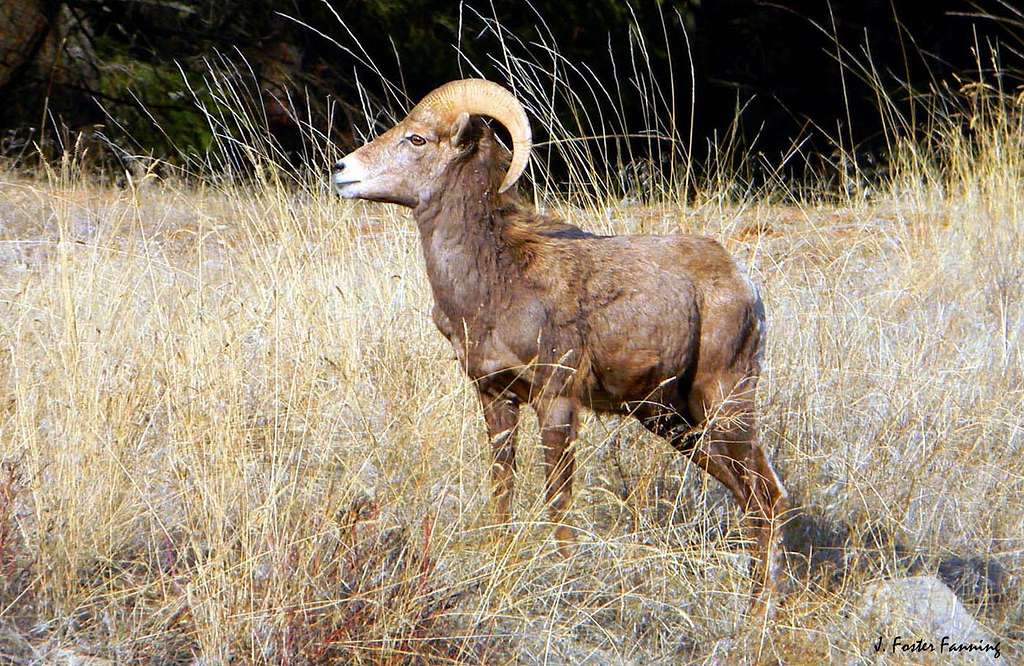 Rompin and Stompin - Young Big Horn Ram