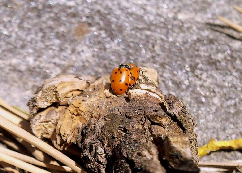 Ladybugs Mating.