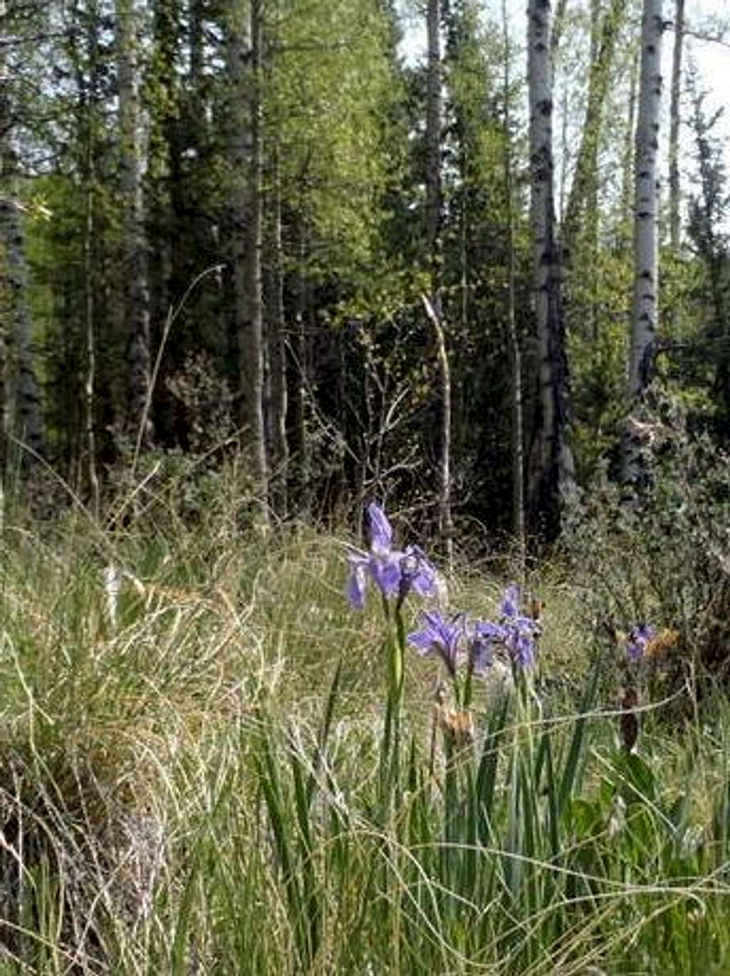 Wild Iris in Aspen