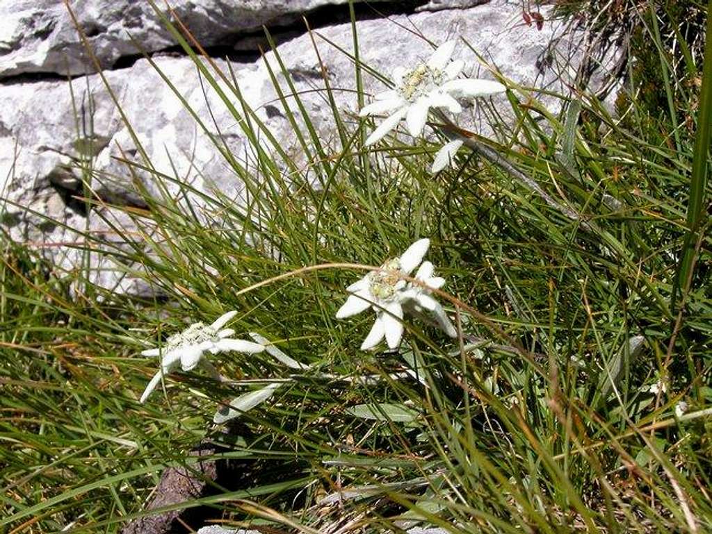 An Alpine edelweiss is very...