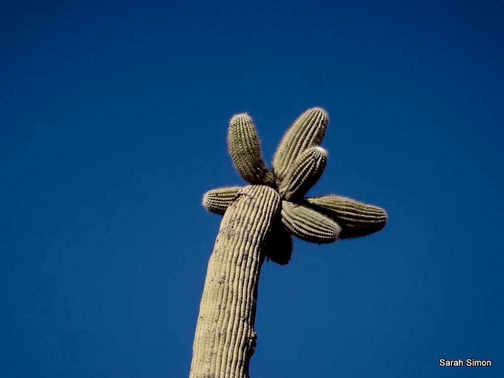 Crazy looking cactus