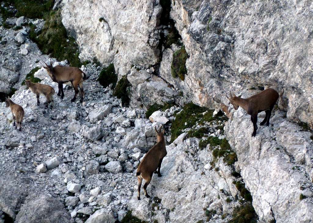 A group of ibexes nearby Torre Artù, Marmarole Group