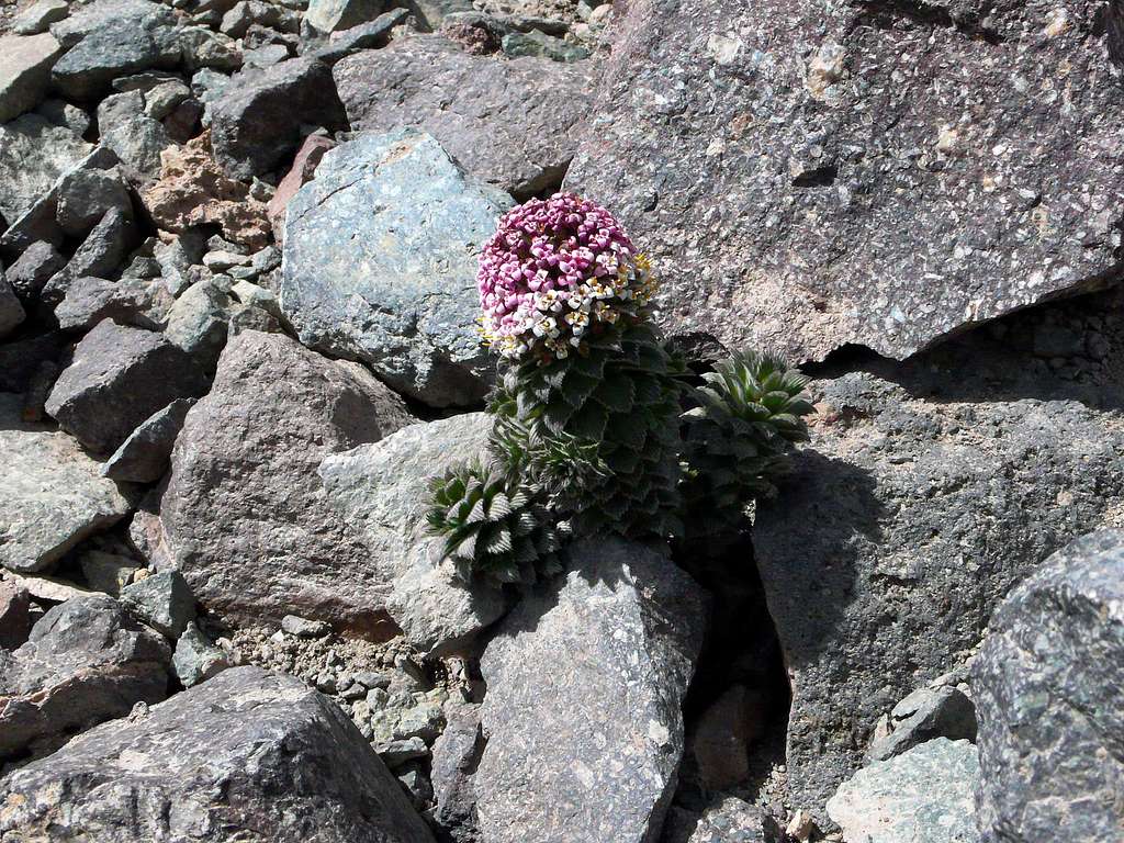 Flowering succulent at approximately 3700m at the head of the Marmolejo Valley
