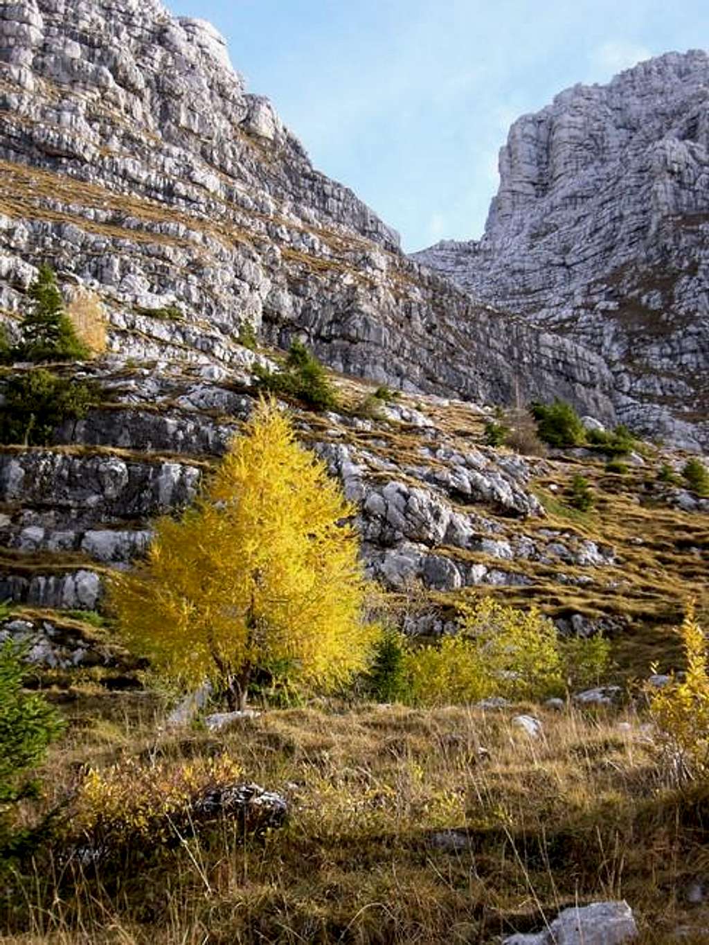Yellow tree in Montasio