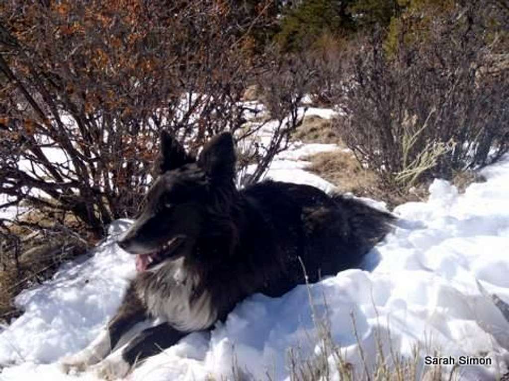 Kodi in the snow (a)