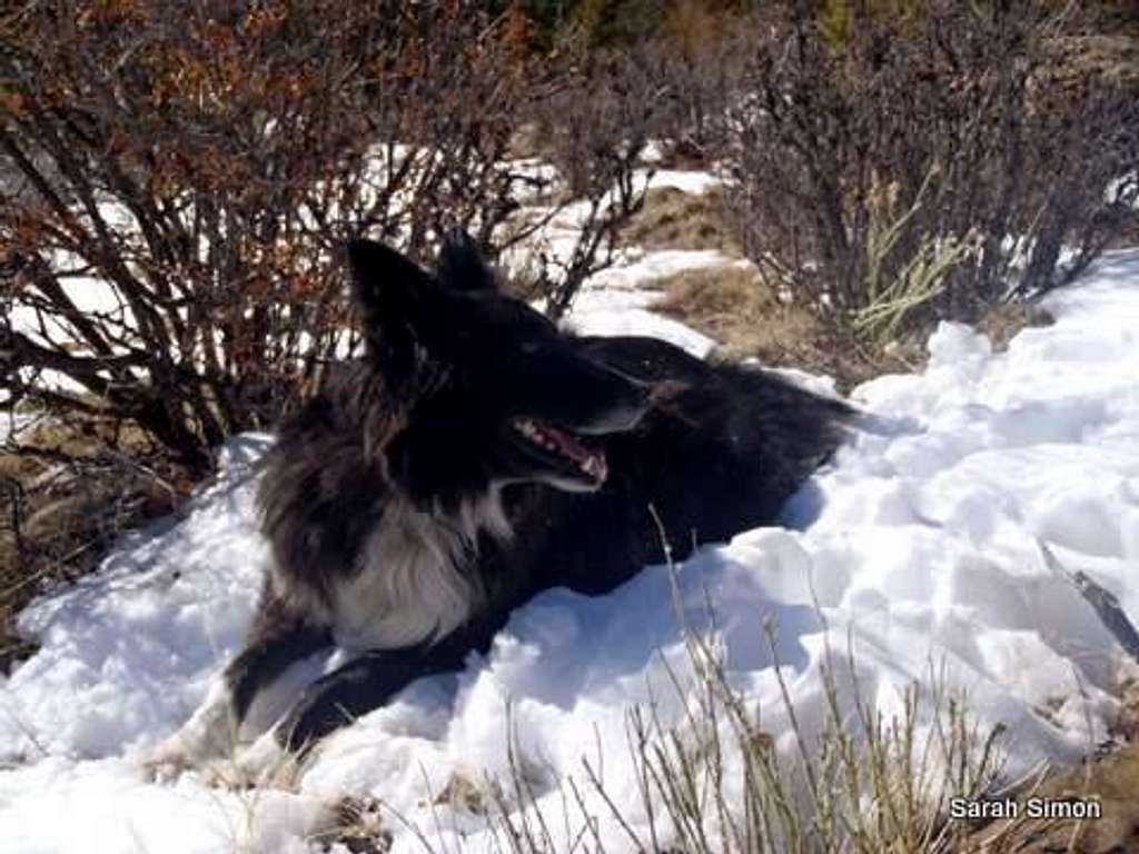 Kodi in the snow (b)